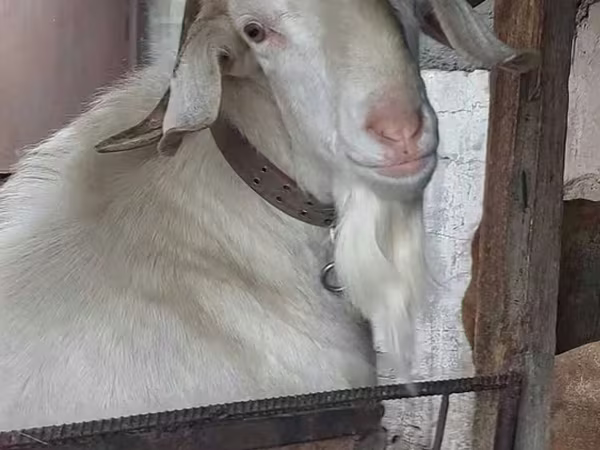Ziegenbock, Nubian Goat