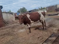 母牛, Simmental cattle — 照片 1