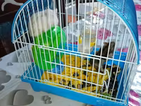 Hamster və qəfəs dəsti Məhsulun tərkibi: - Kiçik ölçülü, taşyanaqlı — foto 2