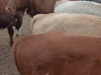 Bulle, Simmental cattle — Foto 1