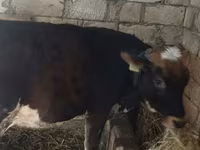 Cow, Russian Black pied cattle — photo 1