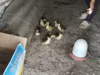 Ducks — الصورة 1