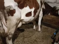 بقرة, Swiss cattle — الصورة 8