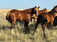 Caballo, Caballos — foto 7