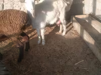 عنزة, الماعز — الصورة 1