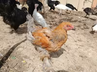 Brahma — Foto 3
