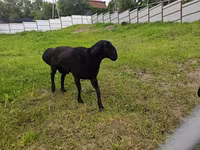मेढ़ा, Hissar sheep — फ़ोटो 1