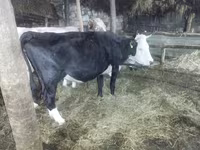 母牛, Cattle — 照片 4
