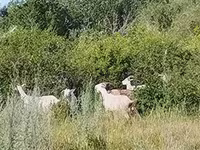 母山羊, Saanen goat — 照片 2