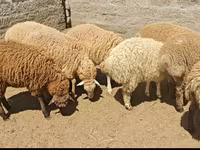 भेड़, भेड़ — फ़ोटो 2