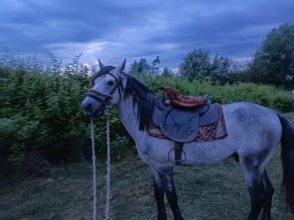 حصان, Azerbaijan horse