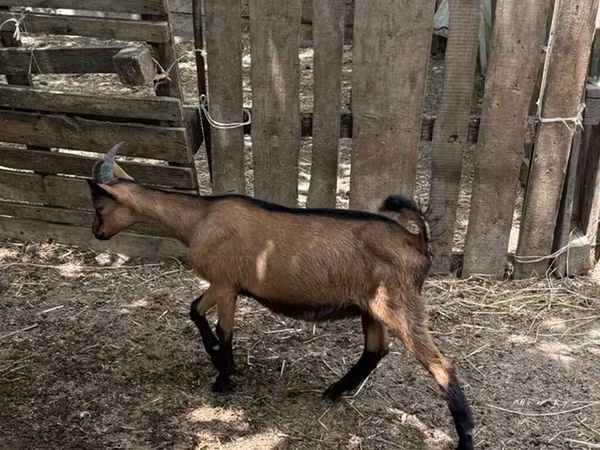 Cabro, Alpine goat