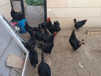 Australorp — Foto 6