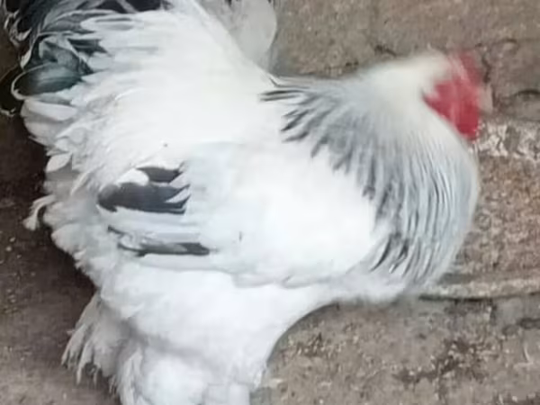 Brahma