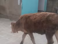 Cow, Simmental cattle — photo 3