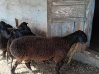 Widder, Schafe — Foto 1