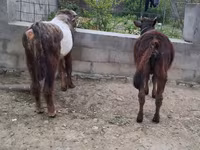 Toro, Ganado vacuno — foto 3