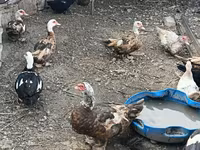 Ducks — 1-сурет