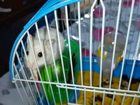 Hamster və qəfəs dəsti Məhsulun tərkibi: - Kiçik ölçülü, taşyanaqlı — foto 1