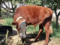 सांड, कजाख़स्तानी सफेद सिर वाली गाय — फ़ोटो 5