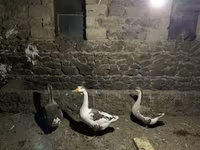 Geese — Foto 2