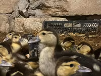 Ducks — 1-сурет
