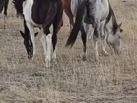 Mare, Horse breed — photo 1
