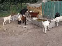 Теке, Pomellata goat — 5-сурет