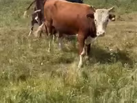 ثور, Swiss cattle — الصورة 2