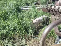 सूअर (लॉट, लिंग निर्दिष्ट नहीं), Ландрас — फ़ोटो 7