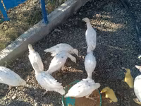 Ducks — الصورة 4
