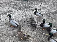 Ducks — Foto 5