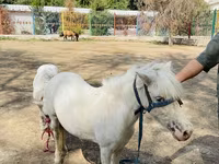 خيول (دفعة، الجنس غير محدد), Australian Pony — الصورة 3