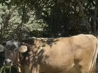 गाय, मवेशी — फ़ोटो 2