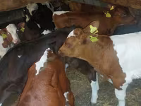 Bulle, Simmental cattle — Foto 3