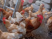 Chickens — photo 8