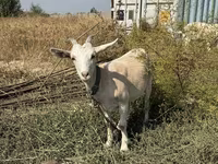 Ziege, Ziegen — Foto 3