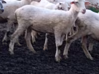 Qoʻy, Tsigai sheep — 2-rasm