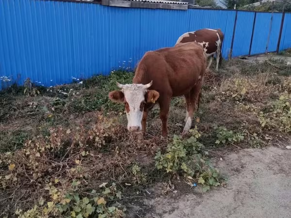 Kuh, Kasachische Weißkopfkuh