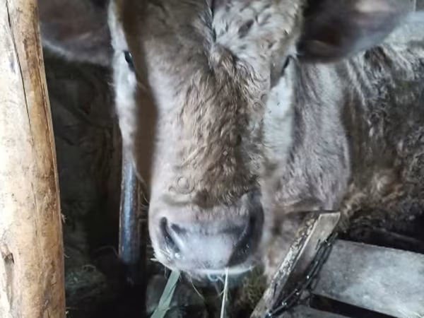 Aberdeen-Angus