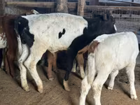 Kuh, Holstein-Rasse — Foto 2
