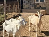 Goat, Saanen goat — photo 2
