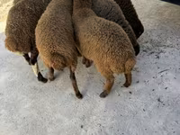 Widder, Schafe — Foto 1