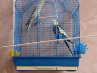 Növ: Nimfa (Cockatiel) cütlük Təsvir: Şəkillərdə göründüyü kimi iki — Foto 1