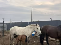 Madyan, Kazakh horse — foto 2