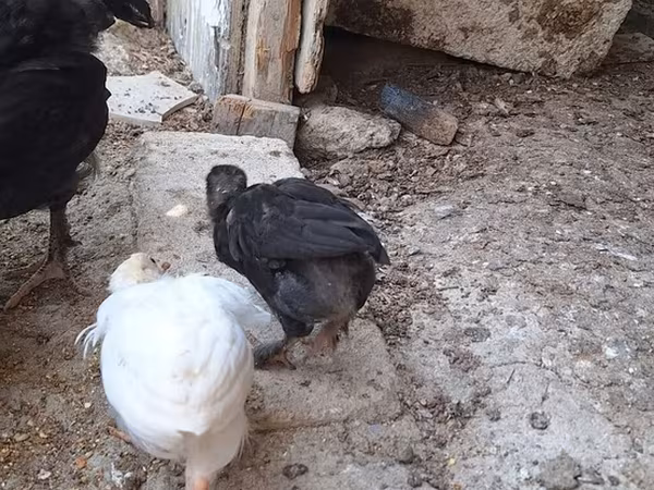 Chickens