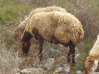 Schaf, Schafe — Foto 1