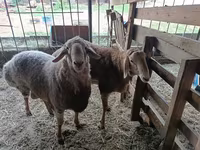 Carnero, Arashan sheep — foto 2