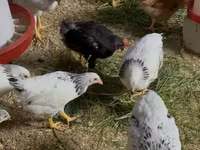 Chickens — الصورة 1