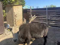 母牛, Latvian Blue cattle — 照片 3